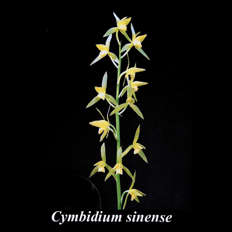 Cymbidium sinense